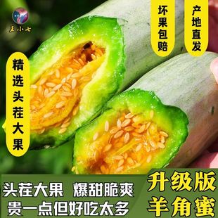 山东聊城现摘羊角蜜博洋61号甜瓜新鲜网红水果香瓜蜜瓜甜脆王小七