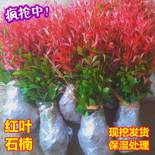 红叶石楠红花继木金叶金森女贞树苗绿化苗篱笆彩苗木树小苗球植物