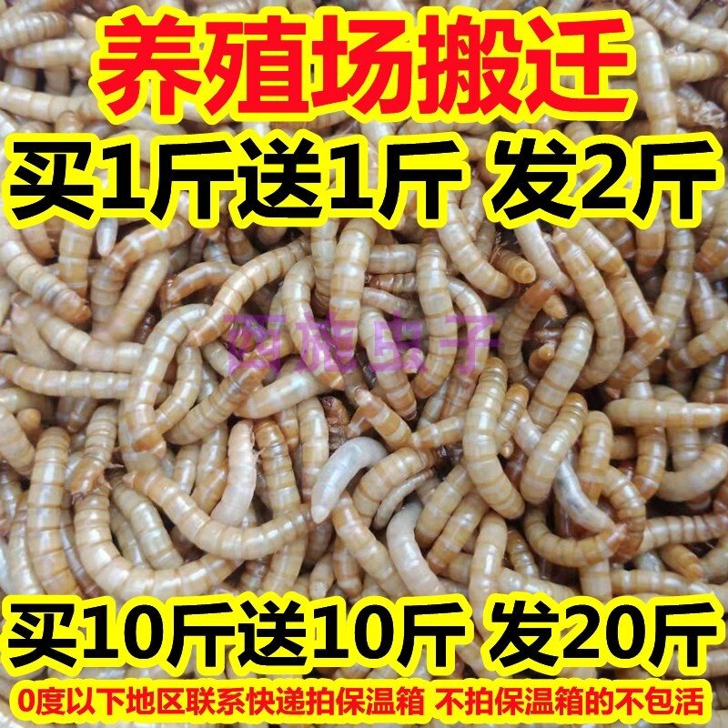 面包虫活虫黄粉虫活体幼虫子金龙鱼蝎子乌龟画眉鸟食石蛙饲料包邮