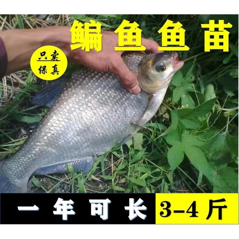 武昌鱼苗淡水养殖食用扁鱼苗活体三角鲂团头鲂边鱼苗超好养鳊鱼苗