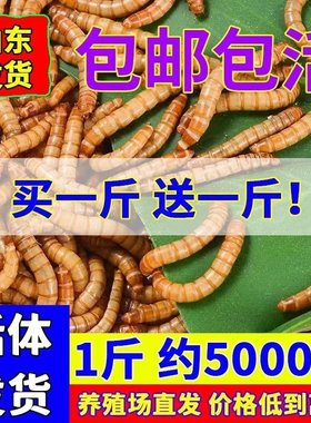 面包虫活体 黄粉虫活虫 鹦鹉鱼 金龙鱼 乌龟 画眉鸟石蛙饲料包邮