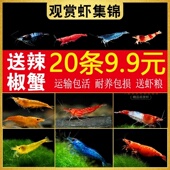 虾鲜活观赏虾淡水黑壳虾樱花虾极火虾蓝宝石小型除藻虾宠物冷水虾