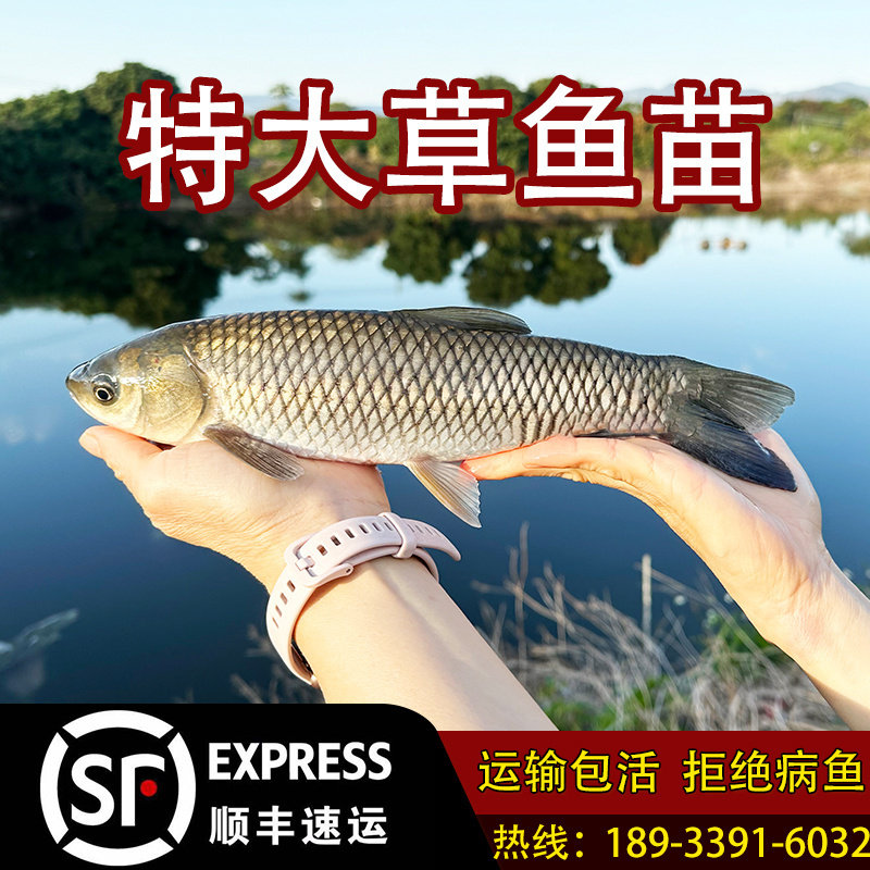 大草鱼鱼苗淡水养殖食用活体小鱼苗草鲩青鱼苗特大号活皖鱼苗