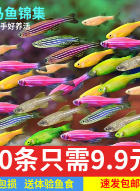荧光斑马鱼青苹果绿斑马鱼翡翠黄色小型活鱼冷水鱼热带观赏鱼好养