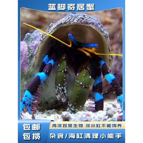 海洋观赏宠物蓝白寄居蟹海水可爱杂食清洁工好养耐活小丑鱼伴侣