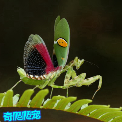 包邮现货云眼斑螳螂活体宠物螳螂昆虫活体爬虫爬宠中华大刀螳螂
