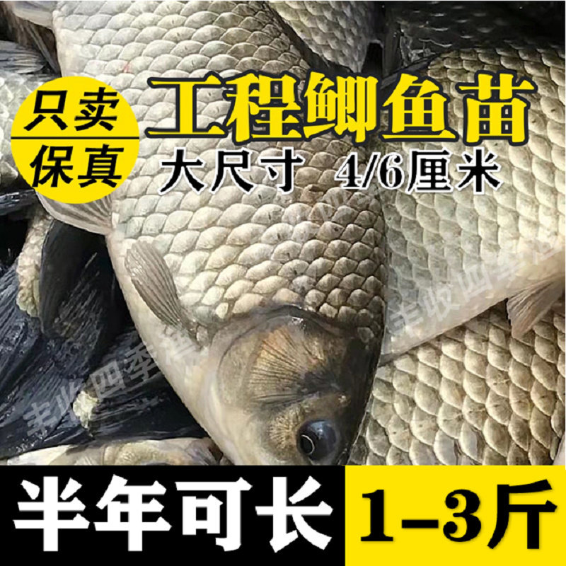 大品种工程鲫中科鲫鱼黄金鲫高背鲫大阪鲫淡水养殖活体草鱼苗包活