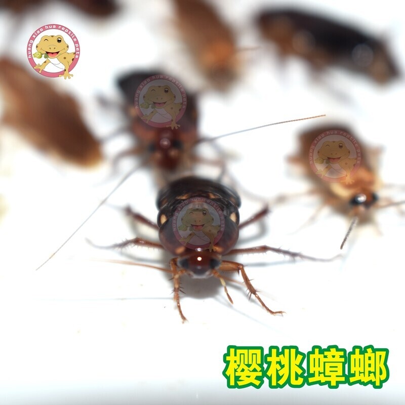 樱桃蟑螂活体饲料红蟑螂杜比亚面包虫蟋蟀跳蜘蛛螳螂爬虫龙鱼活食