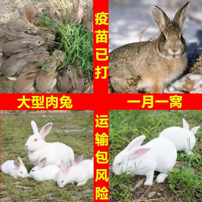 小兔子活物肉兔活体宠物兔可选公母一对活兔繁殖活兔苗家养小白兔