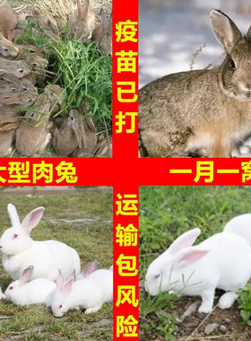 小兔子活物肉兔活体宠物兔可选公母一对活兔繁殖活兔苗家养小白兔