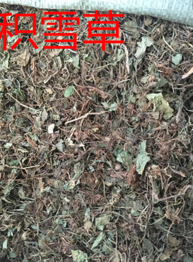 中药材野生积雪草新鲜生晒满天星雷公根崩大婉天胡綏积雪粉500克