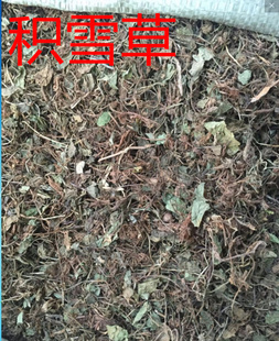 中药材野生积雪草新鲜生晒满天星雷公根崩大婉天胡綏积雪粉500克
