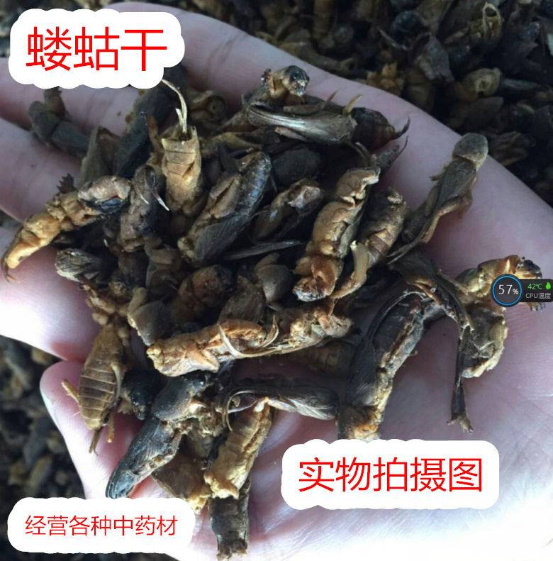 中药材蝼蛄野生蝼蛄干250克蝼蛄粉蝲蝲蛄土狗地狗草狗另有百足虫