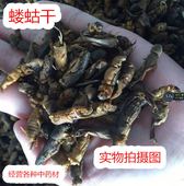 中药材蝼蛄野生蝼蛄干250克蝼蛄粉蝲蝲蛄土狗地狗草狗另有百足虫