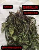 中药材整棵蒲公英野生蒲公英茶精选婆婆丁带根新鲜干货500克