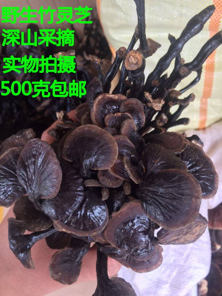 云南野生竹灵芝黑灵芝紫灵芝整枝正宗灵芝深山老林500克包邮