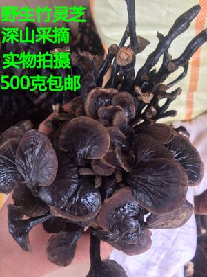 云南野生竹灵芝黑灵芝紫灵芝整枝正宗灵芝深山老林500克包邮