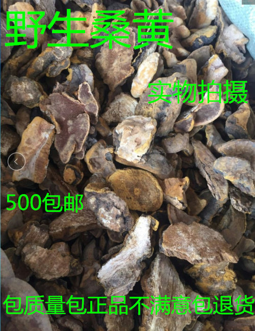 中药材纯野生桑黄西藏桑树桑黄500克野生灵芝桑黄孔菌包邮