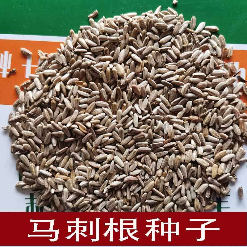 马刺种子云南新鲜野生马刺根 蓟菜蔬菜刺萝卜恶鸡婆,水产肉类/新鲜蔬果/熟食,萝卜/胡萝卜,淘宝优惠券,粉丝福利购,淘宝优惠卷