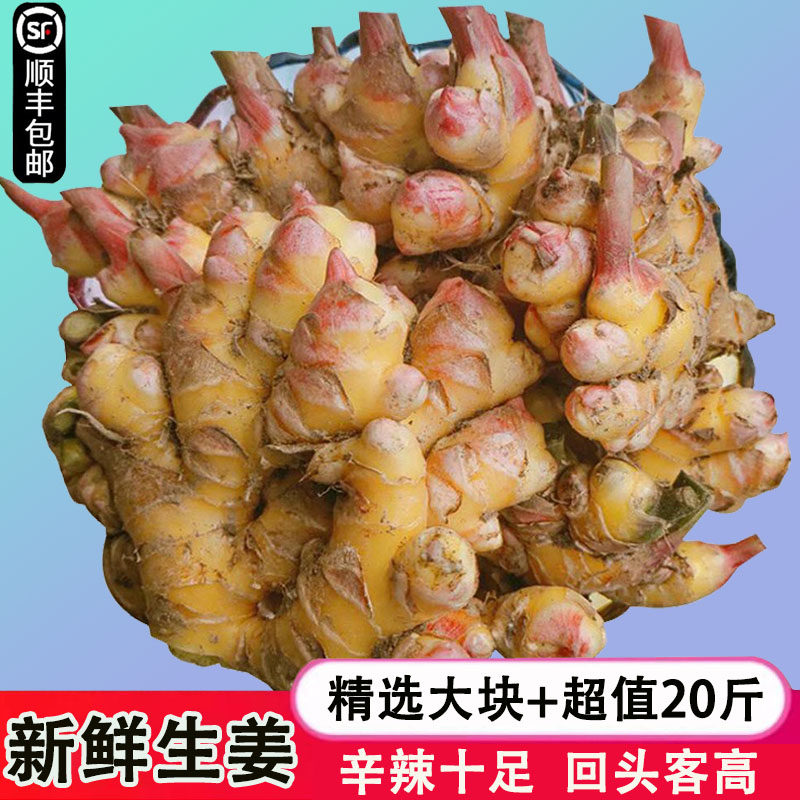 广东新鲜嫩生姜现挖小黄姜农家有机种植生姜子姜本地老姜大块包邮