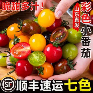 山东七彩小番茄新鲜现摘现发彩色小柿子清甜多汁圣女果混合装水果