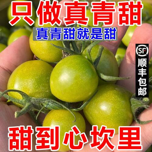 正宗青甜小番茄圣女果口脆甜多汁