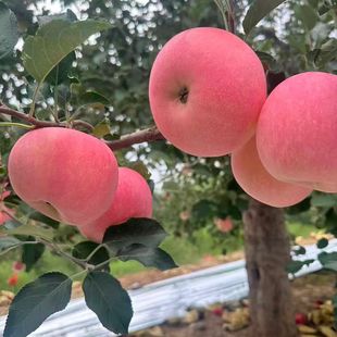 正宗陕西洛川苹果红富士新鲜当季水果冰糖心脆甜陕西一级特果9斤