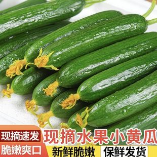 现摘水果小黄瓜新鲜黄瓜甜脆小青瓜荷兰蔬菜农家自种生吃5斤寿光