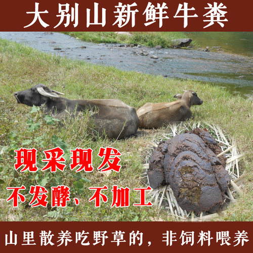 新鲜现采现发纯牛粪水牛黄牛粪