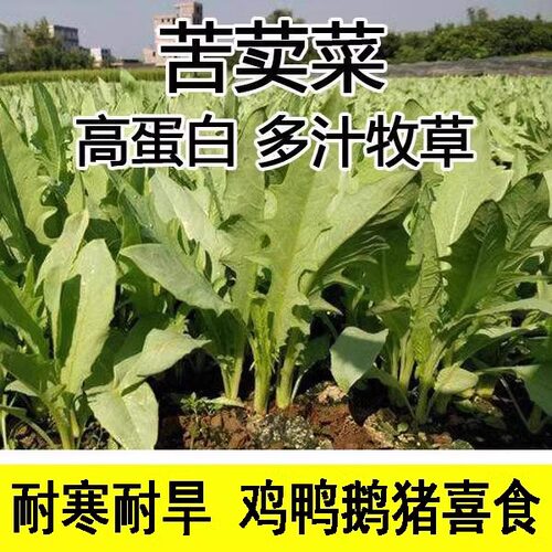 苦麦菜种子多年生苦荬菜种籽鹅菜籽四季苦麻菜喂猪鸡鸭鹅鱼草种籽