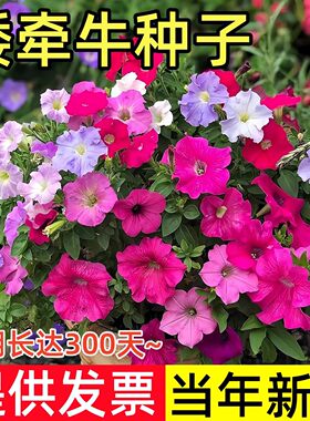 矮牵牛花种子四季播阳台庭院盆栽易种花籽垂吊牵牛花爬藤植物种孑