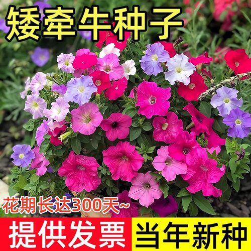 矮牵牛花种子四季播阳台庭院盆栽易种花籽垂吊牵牛花爬藤植物种孑
