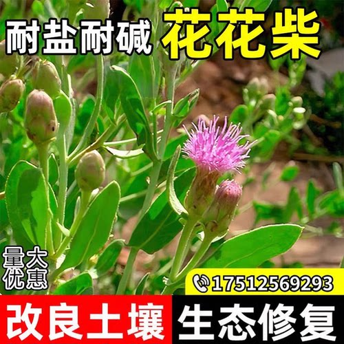 花花柴胖姑娘草种子多年生盐碱地改善生态修复荒漠戈壁绿化草种籽