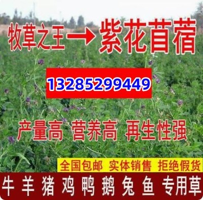 进口大叶苜蓿草籽多年生四季牧草紫花苜蓿草种兔子木须种菜芽耐寒
