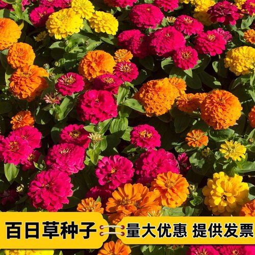 户外路边矮杆百日草花籽种孑重瓣高白日草百曰草花种子花期长易活