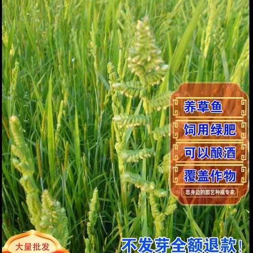 水稗草种子稗子种稗草养鱼养虾牛羊马牧草种籽水生地栽种家禽饲料