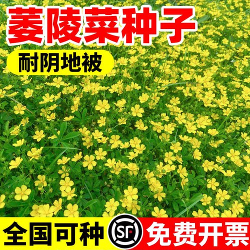 委陵菜种子多年生草本翻白草白头翁蛤蟆草种籽四季播地被花卉花籽