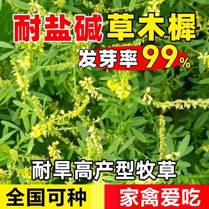 草木樨种子牧草种籽草木犀蜜源植物黄花草绿肥护坡耐寒耐贫瘠草籽