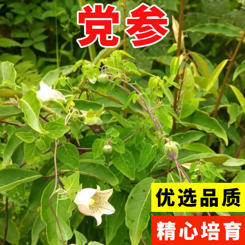 正宗党参种子四季种植高产特级新鲜优质野生中药材适应性广人参籽图片