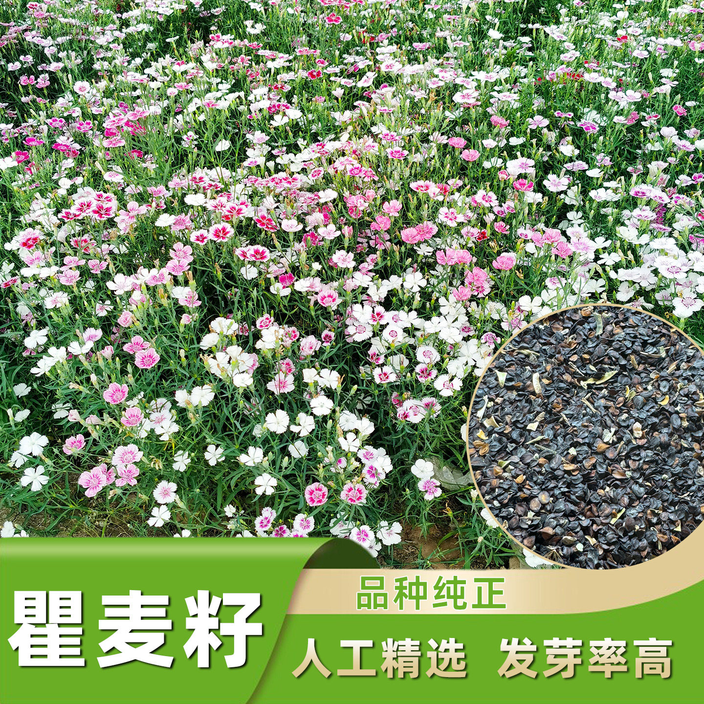 瞿麦种子多年生药材种植苗五彩石竹花苗花籽中草药盆栽图片