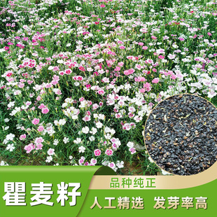 瞿麦种子多年生药材种植苗五彩石竹花苗花籽中草药盆栽