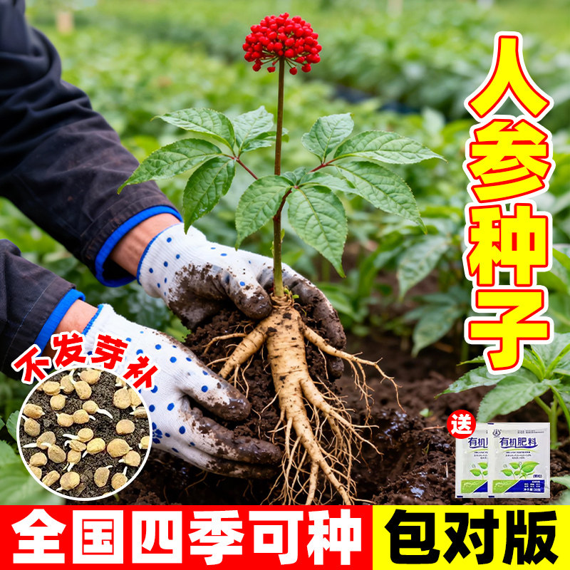 长白山人参种子野山参种子野生四季易种好养易活室内外观花卉盆栽