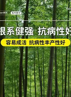 竹子种籽观赏大型毛竹种子