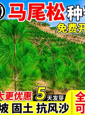 马尾松种子新采松树种籽马尾松籽小树苗松仁灌木种子高大松树种子