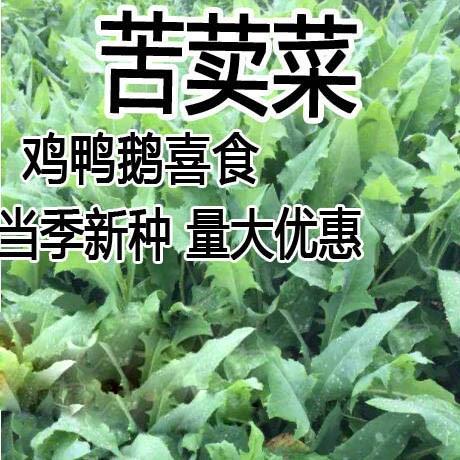 牧草种子 四季花芽苦麦菜种子苦荬菜 苦麻菜种子苦麥菜高产甜唛菜