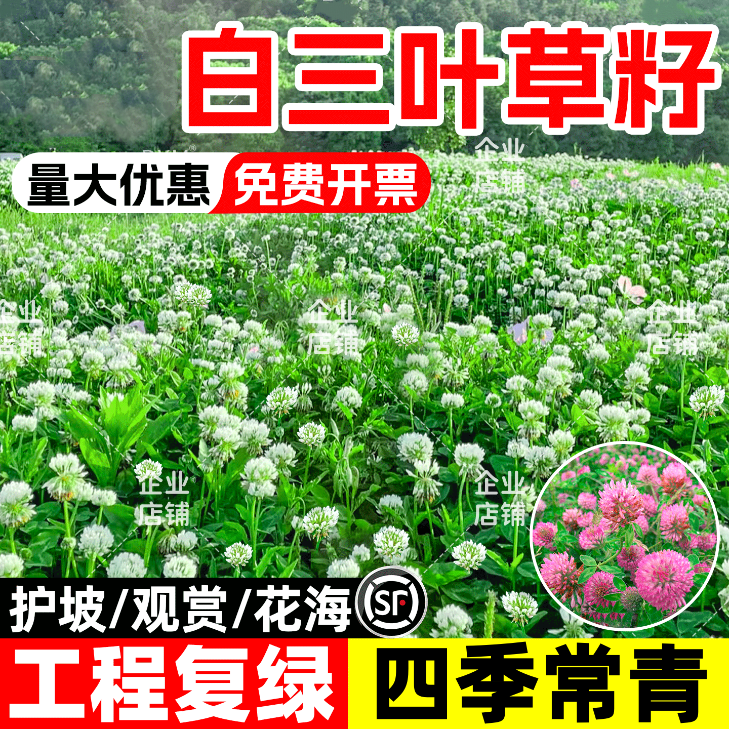 白三叶草种子红三叶草种子草籽四季青草坪种子牧草种子花种子
