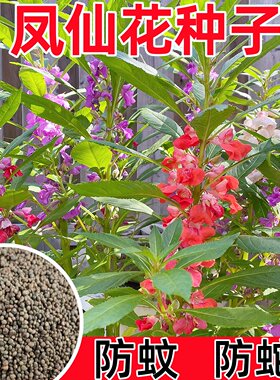 凤仙花种子新采指甲花种子混色防蛇花种籽子庭院室外阳台盆栽