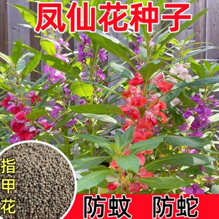 凤仙花种子新采指甲花种子混色防蛇花种籽子庭院室外阳台盆栽