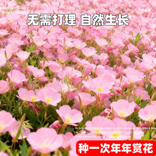 美丽月见草种子四季播种开花卉阳台庭院室外易活盆栽植物花种籽子