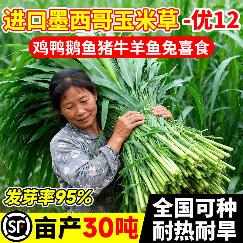 墨西哥玉米草种籽优12阔叶高产养殖猪羊牛鹅鱼草再生四季牧草种子